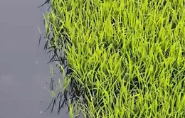 Hàng nghìn hecta lúa phải canh tác bằng nước bẩn vì sông ô nhiễm