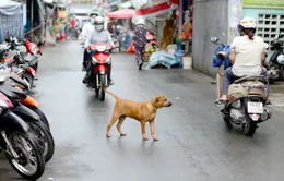 Đề xuất nuôi chó, mèo phải đăng ký với xã, phường