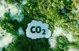 Đề xuất đấu giá thí điểm 4,91 triệu tấn CO2 còn dư