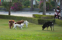 Cần Thơ: Tình trạng chó thả rông không đeo rọ mõm nơi công cộng vẫn tồn tại nhiều