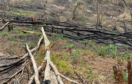 Khởi tố 5 đối tượng ở Kon Tum để điều tra hành vi Hủy hoại rừng