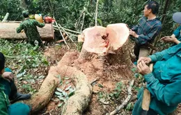 Mật phục bắt quả tang 5 đối tượng khai thác gỗ rừng trái phép