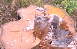Gia Lai: Phá rừng nghiêm trọng tại khu vực giáp ranh