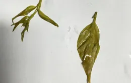 Cứu sống 2 chị em nguy kịch do bị ngộ độc lá ngón