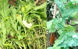 Phát hiện người đàn ông trồng cây thuốc phiện để làm rau ăn