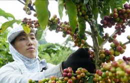 Hàng Việt xuất khẩu đáp ứng tiêu chuẩn xanh để tiến xa