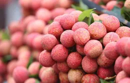 Vải chín sớm được giá, nông dân lãi cao