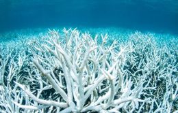 Báo động tình trạng san hô tẩy trắng lan rộng toàn cầu