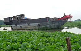 Long An: Lục bình xuất hiện tràn ngập kênh rạch, gây tắc nghẽn giao thông thủy