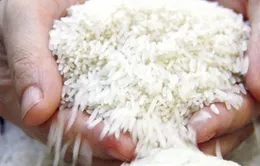 Nhiều dư địa cho gạo Việt Nam xuất khẩu vào EU