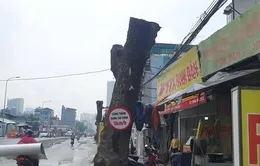 Hàng xà cừ cổ thụ buộc phải cắt ngọn, đánh chuyển trên đường 70 kéo dài