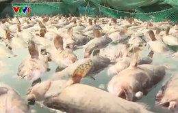 Ô nhiễm môi trường khi tôm cá chết bị vứt ra biển