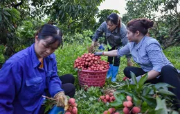 Bắc Giang xúc tiến tiêu thụ vải thiều