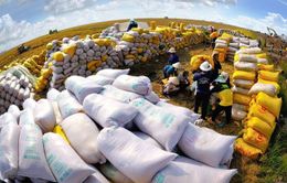Liên kết nâng cao chất lượng gạo xuất khẩu