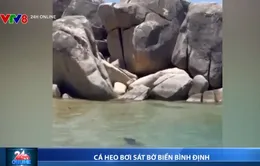 Đàn cá heo xuất hiện ở biển Bình Định