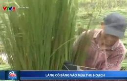 Làng cỏ bàng ở Thừa Thiên Huế vào mùa thu hoạch