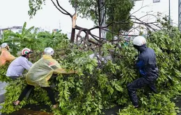 Dông lốc làm tốc mái, cây xanh gãy đổ ở nhiều địa phương