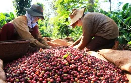 Xuất khẩu cà phê đối mặt nỗi lo giảm sản