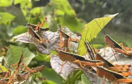 Châu chấu tre hoành hành tại Cao Bằng