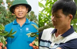 Vải thiều mất mùa: Kẻ khóc - người cười