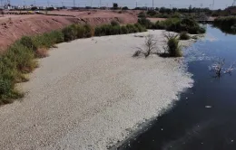 Cá chết hàng loạt ở bang Chihuahua của Mexico do hạn hán nghiêm trọng