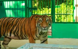 Vụ người dân thấy hổ tại Quảng Bình: Chưa phát hiện dấu hiệu bất thường