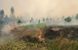 Cháy lớn ở Vườn quốc gia Tràm Chim, khói mù mịt cả khu vực