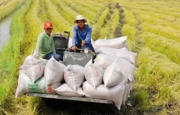Minh bạch thị trường xuất khẩu gạo