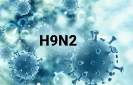 Bé trai 4 tuổi ở Ấn Độ nhiễm virus cúm gia cầm H9N2