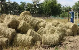 Khai thác lợi thế từ hơn 40 triệu tấn rơm