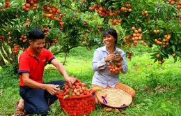 Giá vải thiều cao, doanh nghiệp nỗ lực giữ thị trường xuất khẩu