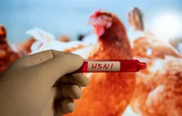 Phát hiện đặc tính mới khiến virus H5N1 dễ lây cho người