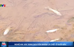 Nghệ An: Xác định nguyên nhân cá chết ở suối Bắc