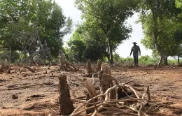 Giấu tổ ong để ngăn chặn nạn chặt phá rừng