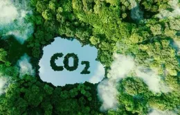 Net Zero - Gửi Tương Lai: "Kho báu CO2"