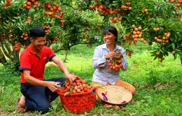 Chế biến sâu giúp gia tăng giá trị quả vải