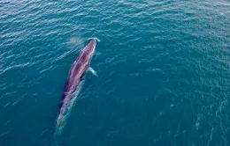 Xuất hiện cặp cá voi kiếm mồi trên biển Phú Yên