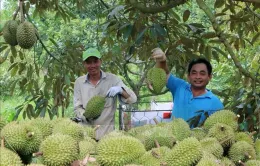 Nỗi lo tranh mua, tranh bán sầu riêng