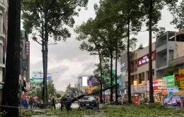 Cành cây gãy đè trúng ô tô, rạp cưới bị xô đổ trong mưa dông ở TP Hồ Chí Minh