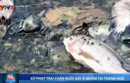 Trang trại lợn ở Thanh Hóa bị xử phạt 120 triệu đồng vì gây ô nhiễm môi trường