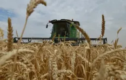 Xuất khẩu lúa mỳ của Nga đạt kỷ lục trong lịch sử hiện đại