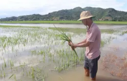 Gần 5.000 ha lúa tại Hải Dương bị ngập do bão số 2