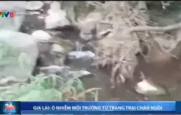 Gia Lai: Ô nhiễm môi trường do nước thải từ trang trại chăn nuôi