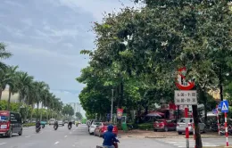 Biển báo giao thông “lấp ló” làm khó người đi đường