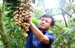 Mở rộng đầu ra cho nhãn lồng Hưng Yên