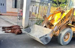 Bà Rịa - Vũng Tàu: Xuất hiện ổ dịch viêm da nổi cục trên bò