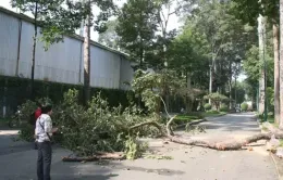 TP Hồ Chí Minh: Cần có giải pháp để quản lý cây xanh hiệu quả