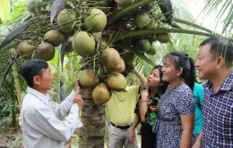 Ghé thăm thủ phủ dừa sáp Trà Vinh