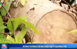 Rừng phòng hộ bị chặt hạ ở Quảng Trị