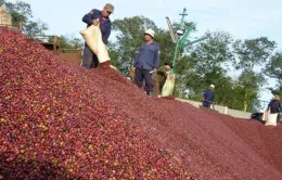 Giá cà phê tăng cao kỷ lục